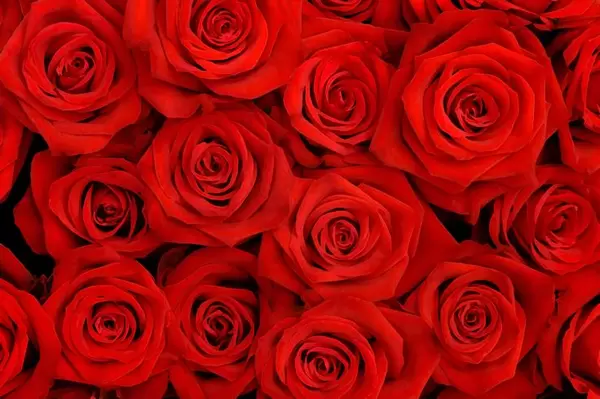 「真っ赤な花で祭壇を飾るのは非常識？供花の色に込められた想いと新しい選択」の画像